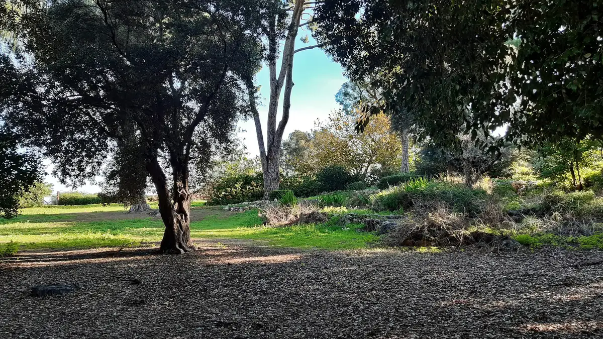 Old trees and lawns in the historic Baron Menashe Garden, Kfar Saba