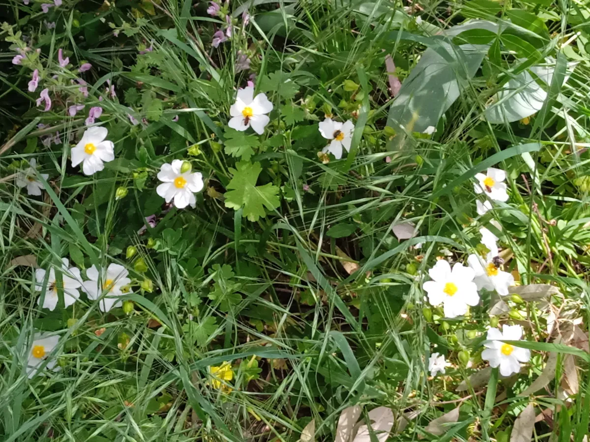 White wildflowers in the grass of the Kaplan community forest, Kfar Saba